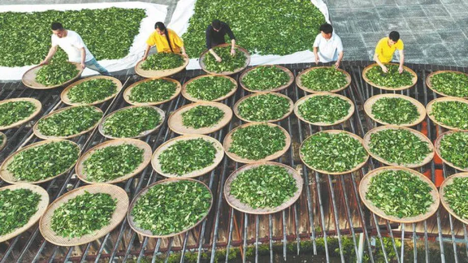 Trà nham Vũ Di: Truyền thống, đổi mới và di sản bền lâu của báu vật trà ô long Trung Quốc