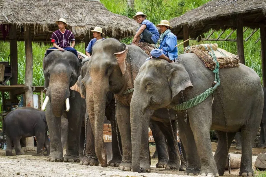 Các trại voi Thái Lan trước bước ngoặt: Đổi mới, đạo đức và sinh tồn trong thế giới hậu đại dịch