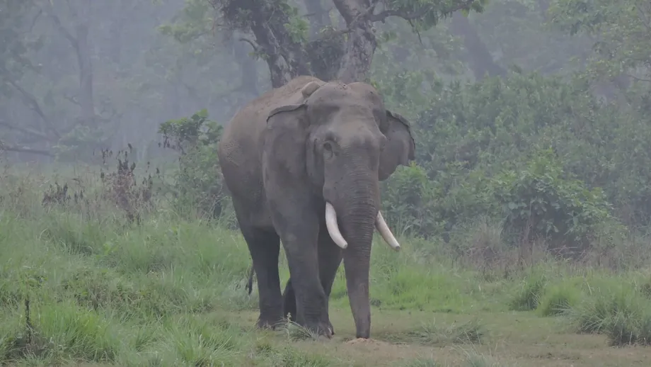 Petition · Adopt an Animal-Friendly Approach to Reduce Human-Elephant ...