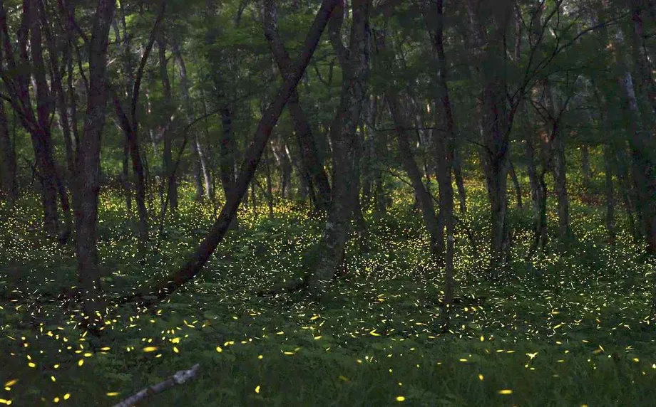 Mt. Oritsume Glows by Light of Himebotaru Fireflies in Iwate Prefecture ...