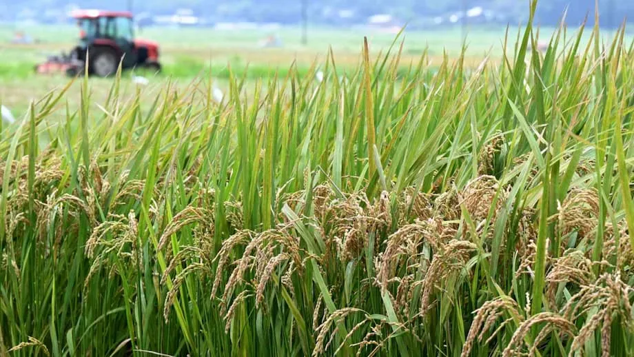 Nhật Bản đảo chiều chính sách lúa gạo: Kỷ nguyên mới cho an ninh lương thực và nông dân