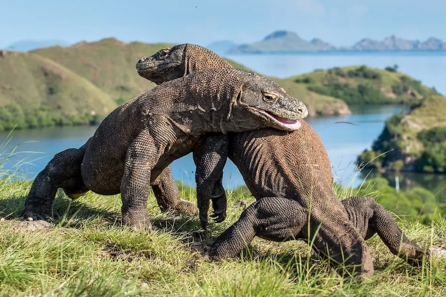 Biệt thự sang trọng tại Vườn quốc gia Komodo: Kế hoạch phát triển vấp phải phản đối dữ dội và làm dấy lên tranh luận toàn cầu