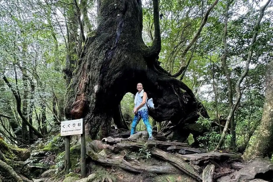 Yakushima: Hòn đảo rừng cổ đại truyền cảm hứng cho Công chúa Mononoke