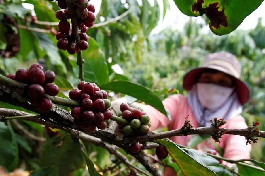 Ngành cà phê Việt Nam vươn tầm toàn cầu giữa đà tăng giá mạnh và thị trường chuyển dịch
