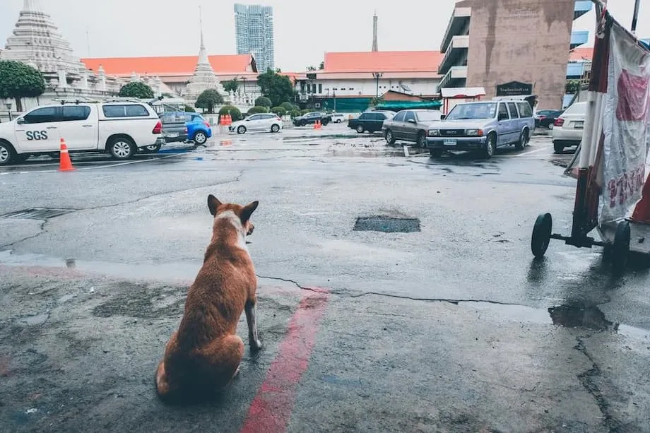 Bangkok ban bố các vùng dịch bệnh dại, cấm vận chuyển động vật trong 30 ngày