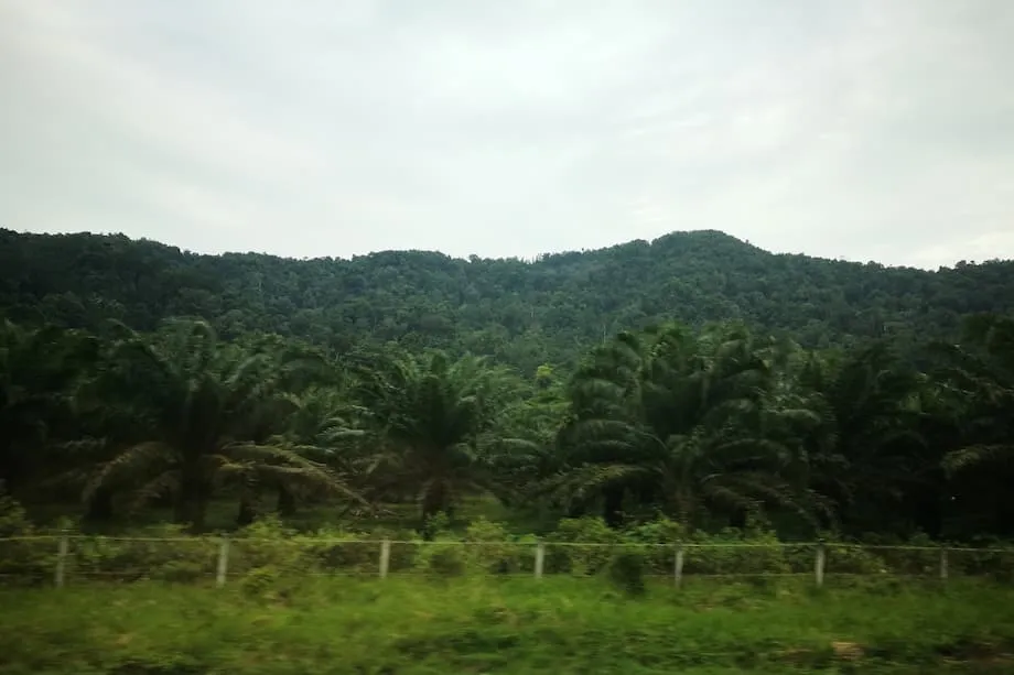 Indonesia tịch thu các đồn điền dầu cọ trái phép và một phần các mỏ nickel trong chiến dịch trấn áp trên diện rộng