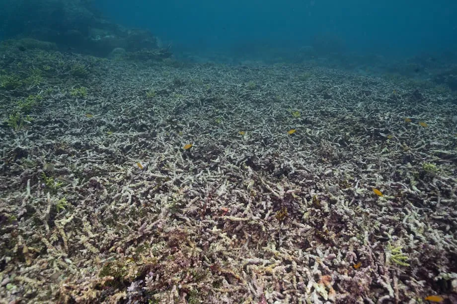 Hoạt động khai thác mỏ ở Raja Ampat nối lại trên đảo Gag giữa lo ngại san hô bị tổn hại