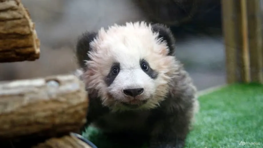 Vườn thú Beauval đưa hai cá thể gấu trúc Huan Huan và Yuan Zi về Trung Quốc sau khi phát hiện con cái bị suy thận