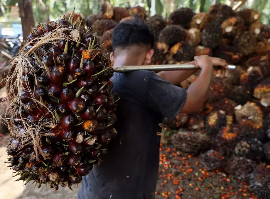 Xuất khẩu dầu cọ Indonesia tăng vọt 35% khi giá tăng và chính sách nhiên liệu sinh học định hình lại thương mại