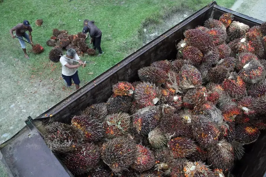 Trung Quốc muốn Indonesia bảo đảm nguồn cung dầu cọ khi nhu cầu tăng và Jakarta hướng tới B50