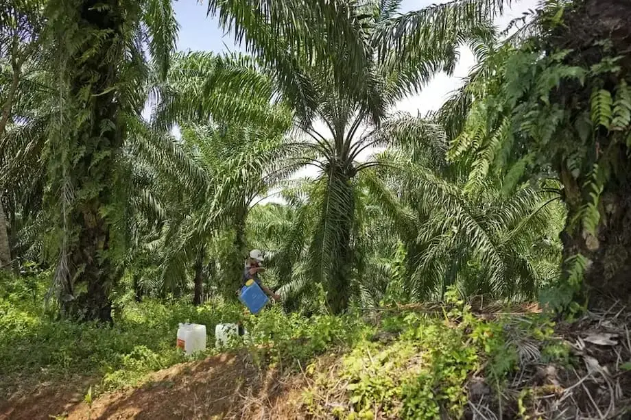 Indonesia chuyển giao 1,8 triệu ha đất trồng cọ dầu bị tịch thu cho doanh nghiệp nhà nước