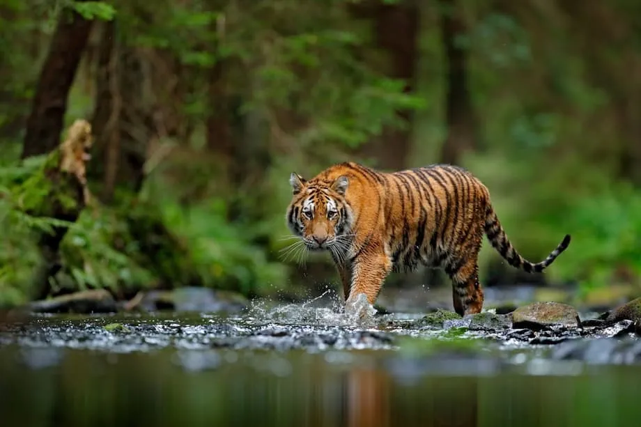 Động vật hoang dã ở Triều Tiên đối mặt nguy cơ tuyệt chủng do săn bắt và chợ đen