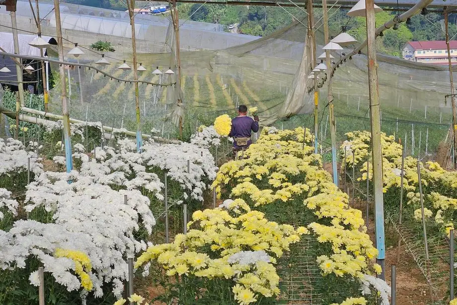Vành đai hoa Malaysia chịu sức ép khi thiếu lao động và hàng nhập giá rẻ thử thách ngành từng bùng nổ