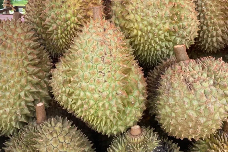 Indonesia thúc đẩy xuất khẩu sầu riêng trực tiếp sang Trung Quốc, tập trung vào chuỗi lạnh và vệ sinh