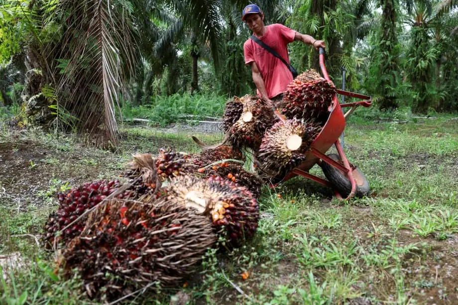 Quân đội Indonesia tiếp quản các đồn điền dầu cọ, làm rung chuyển chuỗi cung ứng toàn cầu