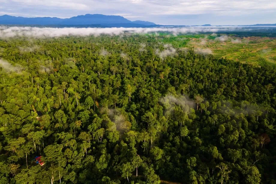 Indonesia và Quỹ Rừng Nhiệt đới Vĩnh cửu tại COP30