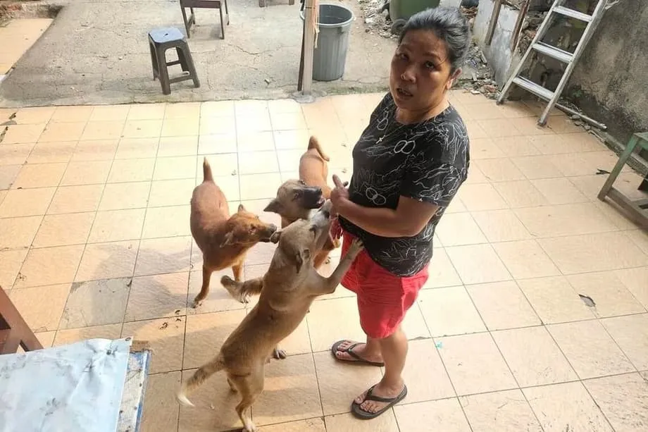 Jakarta chuẩn bị ban hành lệnh cấm toàn diện thịt chó, mèo