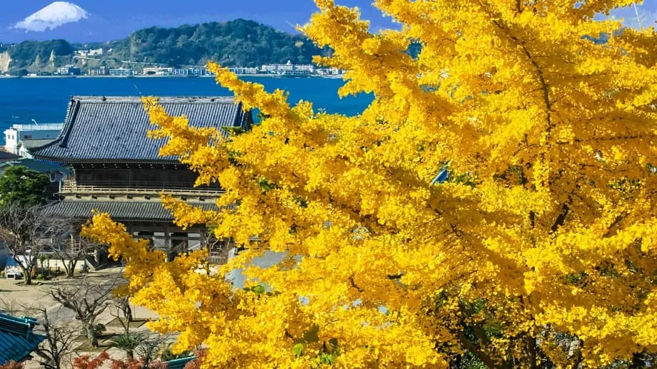 Kamakura mùa thu: Dạo từ ngôi chùa này sang ngôi chùa khác giữa sắc phong đỏ thắm và ngân hạnh vàng óng