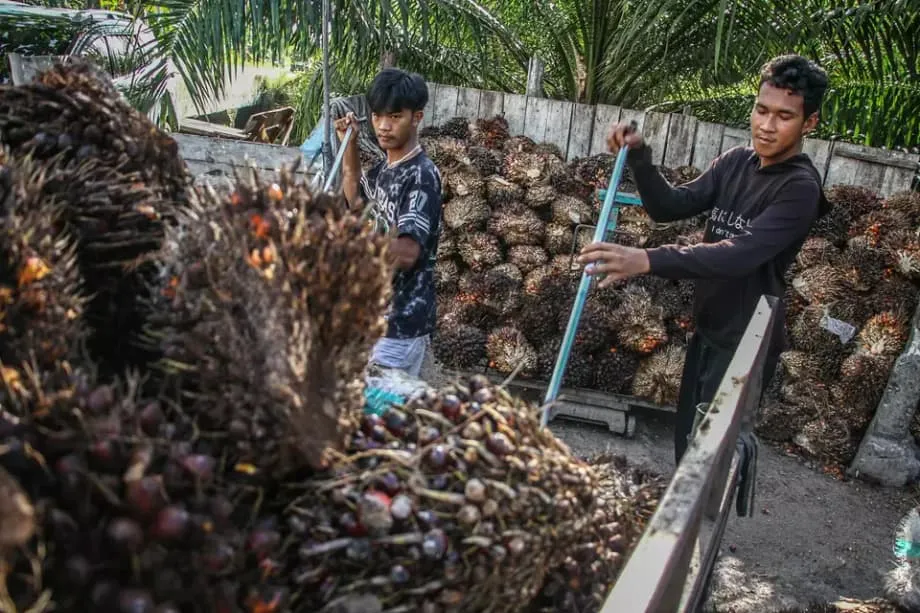 Giảm thuế đi kèm phép thử về nạn phá rừng đối với dầu cọ Indonesia