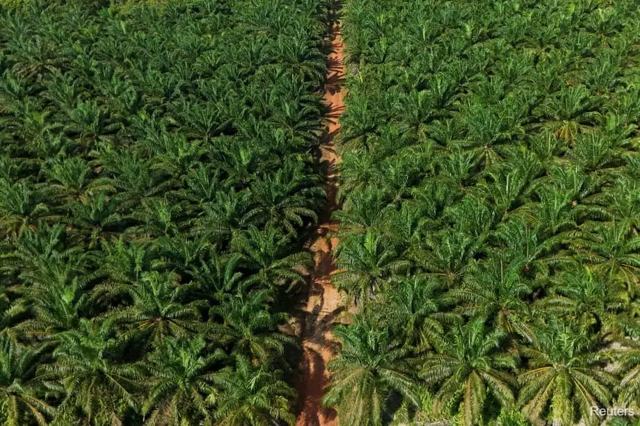 Indonesia sẽ mở rộng thêm 600.000 ha đồn điền dầu cọ trong bối cảnh thúc đẩy nhiên liệu sinh học