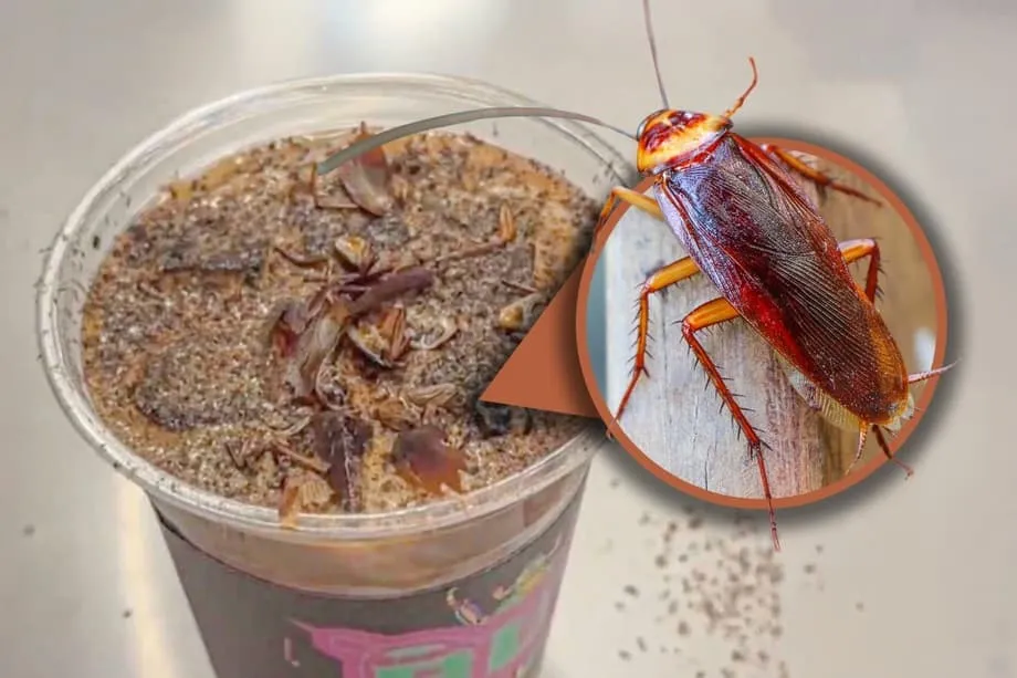 Cà phê gián ở Bắc Kinh: Khám phá món đồ uống tại bảo tàng côn trùng gây sốt mạng