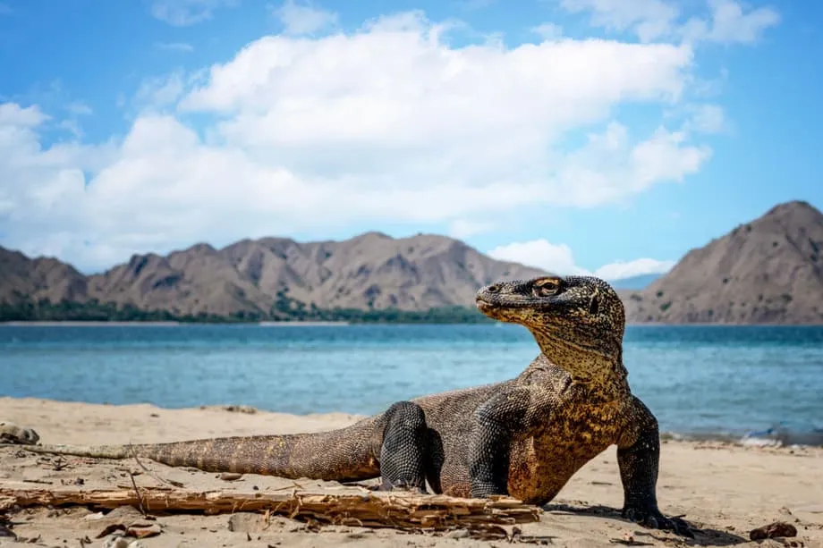 Tuyến phà trực tiếp mới từ Bali đến Komodo mở ra hành trình khám phá nhiều điểm trên quần đảo