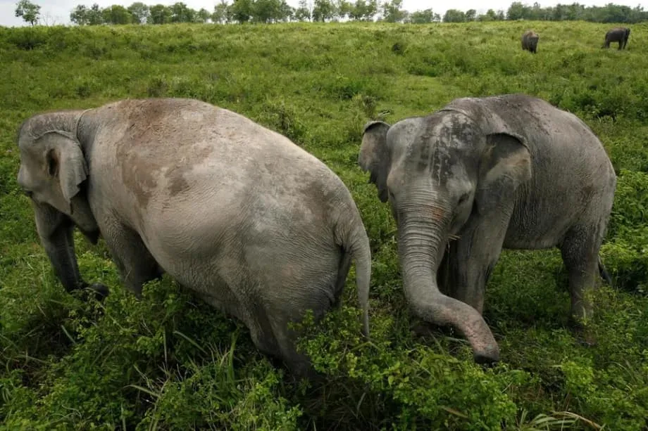 Indonesia tăng cường tuần tra tại công viên ở Sumatra sau vụ tấn công lực lượng đặc nhiệm
