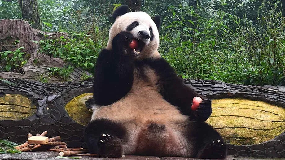 Từ ngôi sao Ueno đến cư dân Tứ Xuyên: Tương Tương thích nghi tốt ra sao khi trở về Trung Quốc
