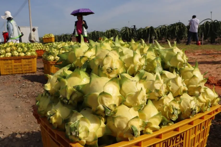 Xuất khẩu thanh long Việt Nam chạm mức thấp nhất trong 11 năm giữa cạnh tranh toàn cầu