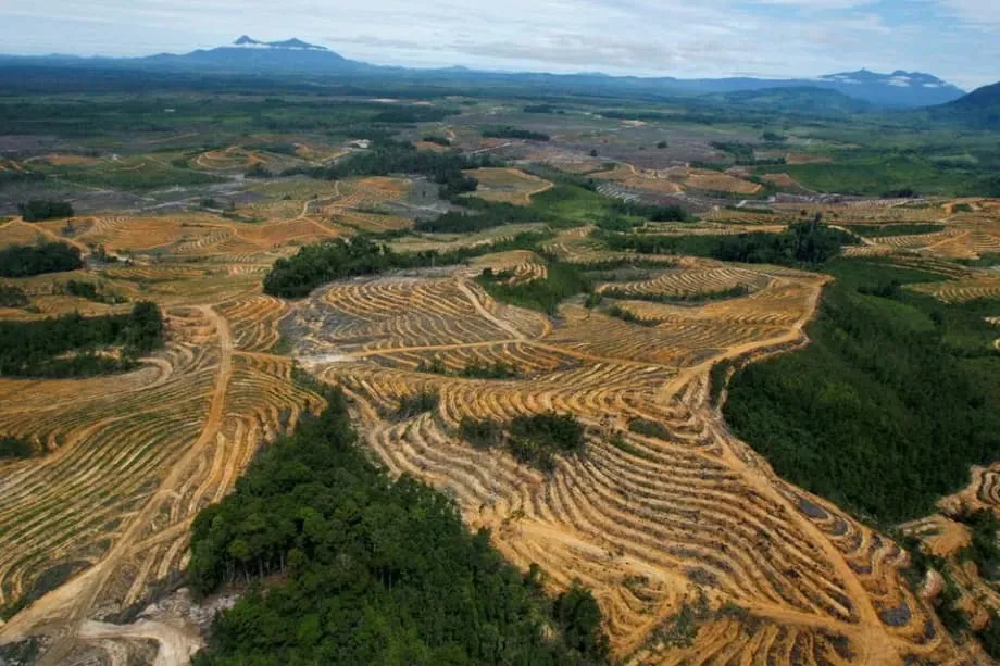 Indonesia đẩy mạnh chiến dịch thu giữ đất trồng cọ dầu, dự kiến thu thêm 5 triệu hecta