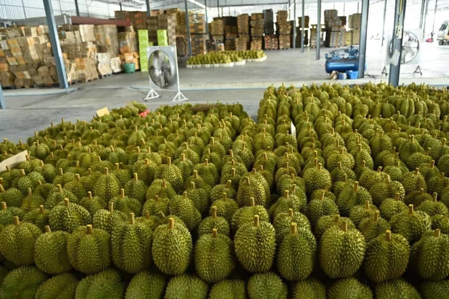 Ngành sầu riêng Thái Lan đối mặt “cơn bão hoàn hảo” khi vụ mùa kỷ lục trùng với tình trạng thiếu lao động nghiêm trọng