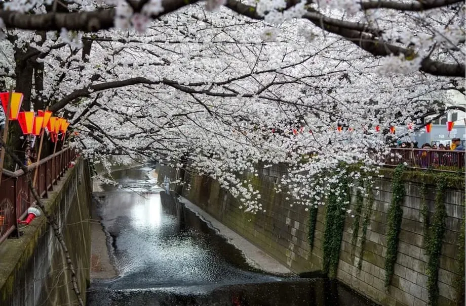 Điểm ngắm hoa anh đào nổi tiếng ở Tokyo dựng màn chắn tầm nhìn để giảm quá tải