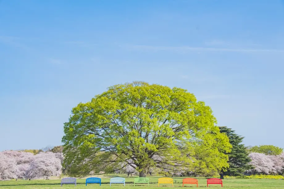 Ốc đảo mùa xuân ẩn mình ở Tokyo: Lễ hội Hoa Showa Kinen Park 2026 biến sân bay cũ thành xứ sở hoa