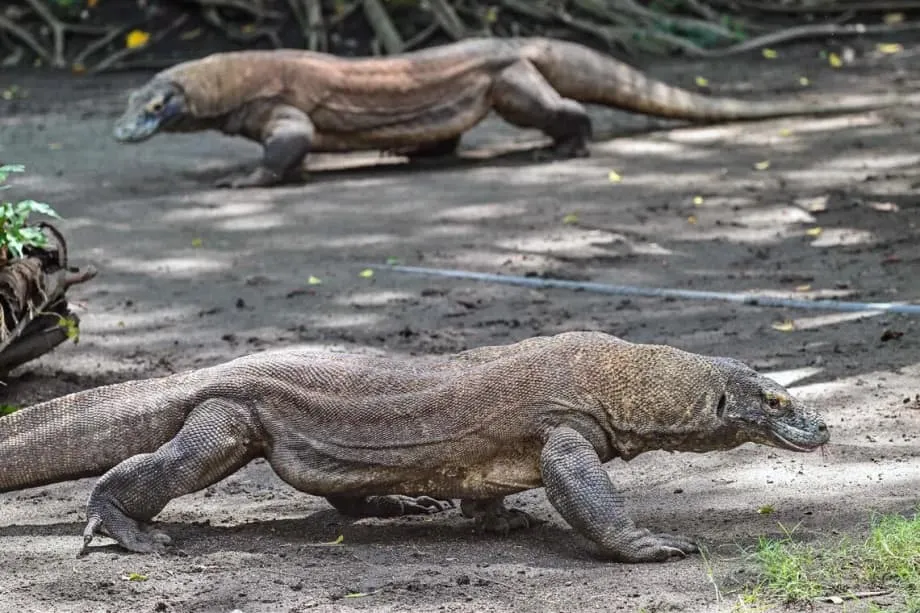 Ngoại giao rồng: Indonesia cho Nhật Bản mượn rồng Komodo trong thỏa thuận bảo tồn mang tính lịch sử