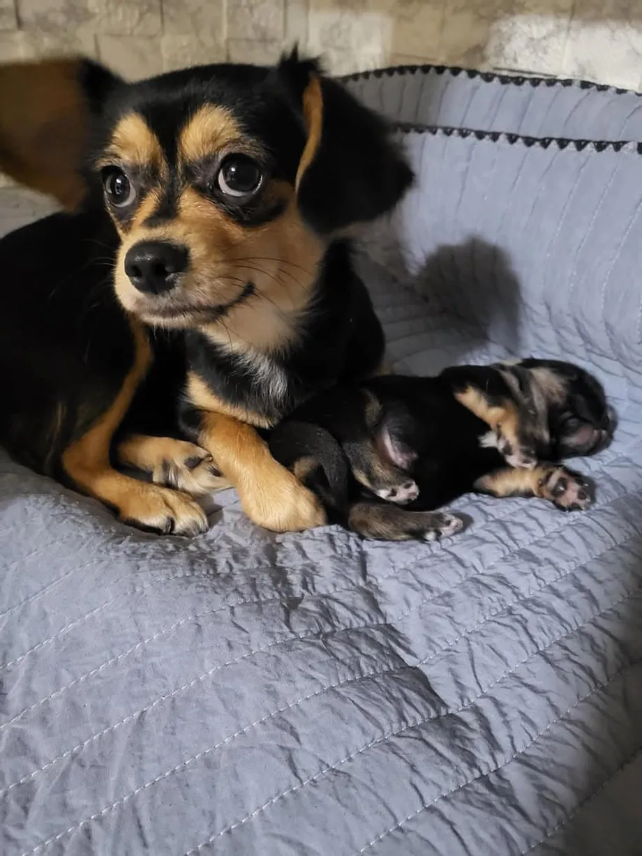 Từ đường phố Seoul đến cơ hội thứ hai: Câu chuyện về một chú Chihuahua hé lộ khủng hoảng cứu hộ động vật ở Hàn Quốc