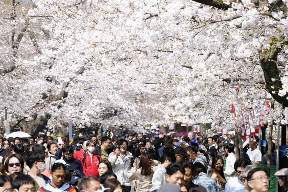 Hoa anh đào Tokyo nở rộ sớm hơn dự kiến ba ngày khi mùa xuân đến sớm
