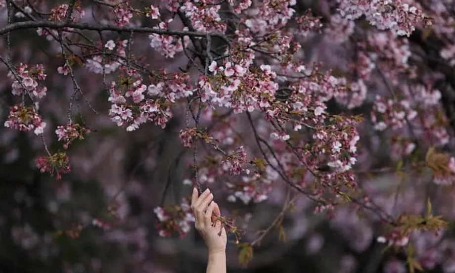 Chi phí tăng cao phủ bóng lên mùa hanami mang tính biểu tượng của Nhật Bản