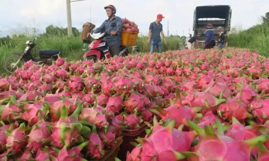 Xuất khẩu thanh long Việt Nam phục hồi mạnh mẽ khi nhu cầu tại Thái Lan và Trung Đông tăng vọt
