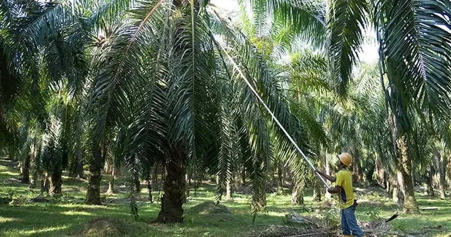 58,000 Sarawak Palm Oil Smallholders Face EU Market Risk Over Customary Land Documents